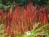 Imperata ritininė ,Red Baron' (lot. Imperata cylindrica) Imperata ritininė ,Red Baron' (lot. Imperata cylindrica)